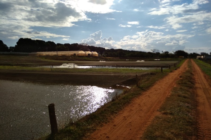 Aquicultura em viveiros